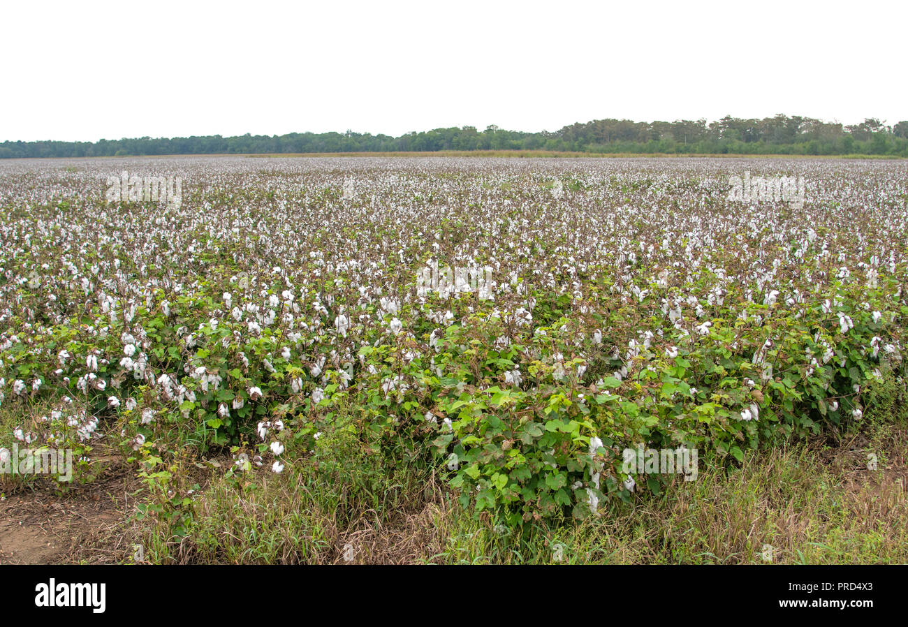 Cotton in a field in Louisiana is ready to be harvested in the fall