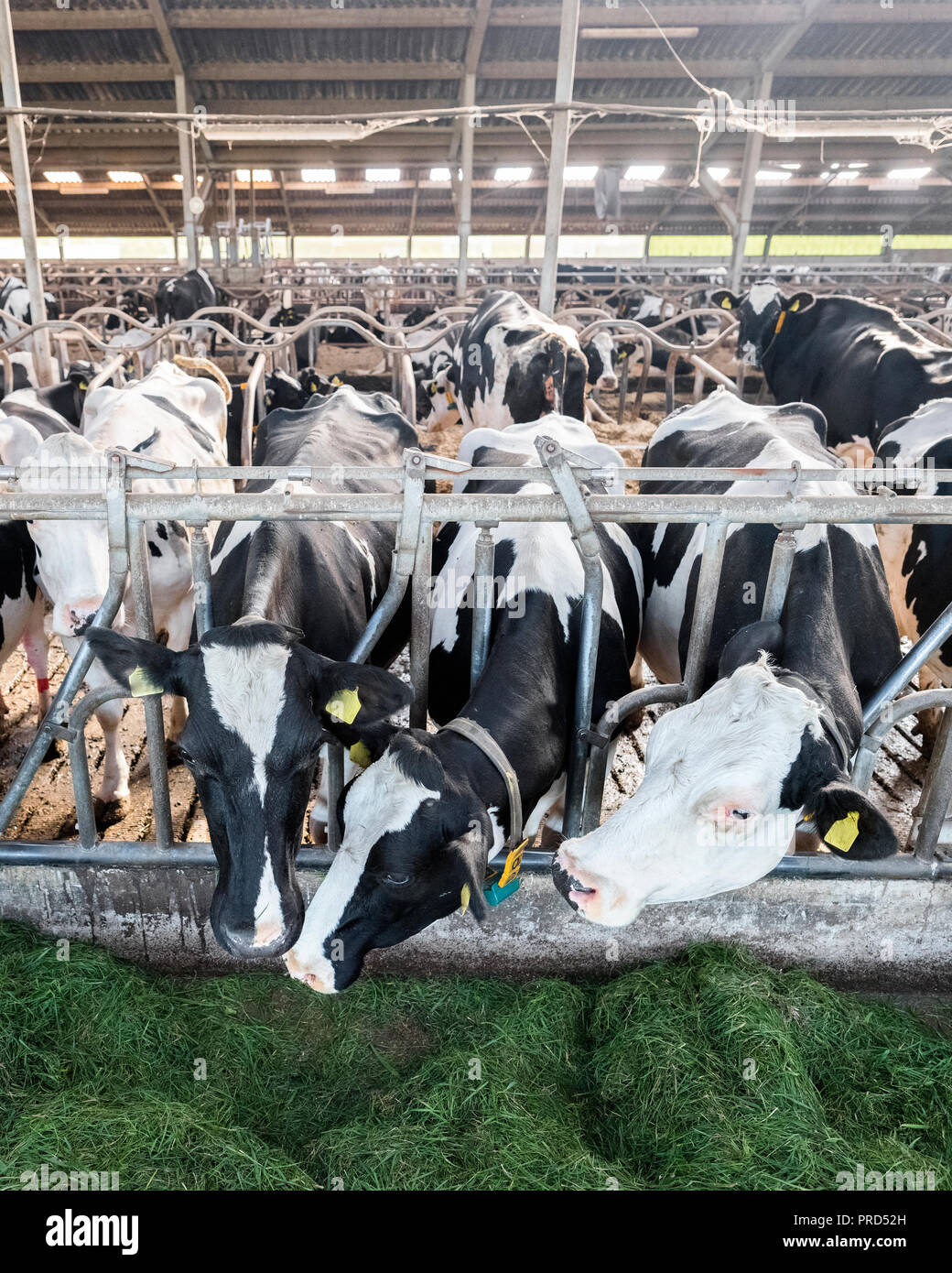spotted black holstein cows feed from green grass inside barn on dutch
