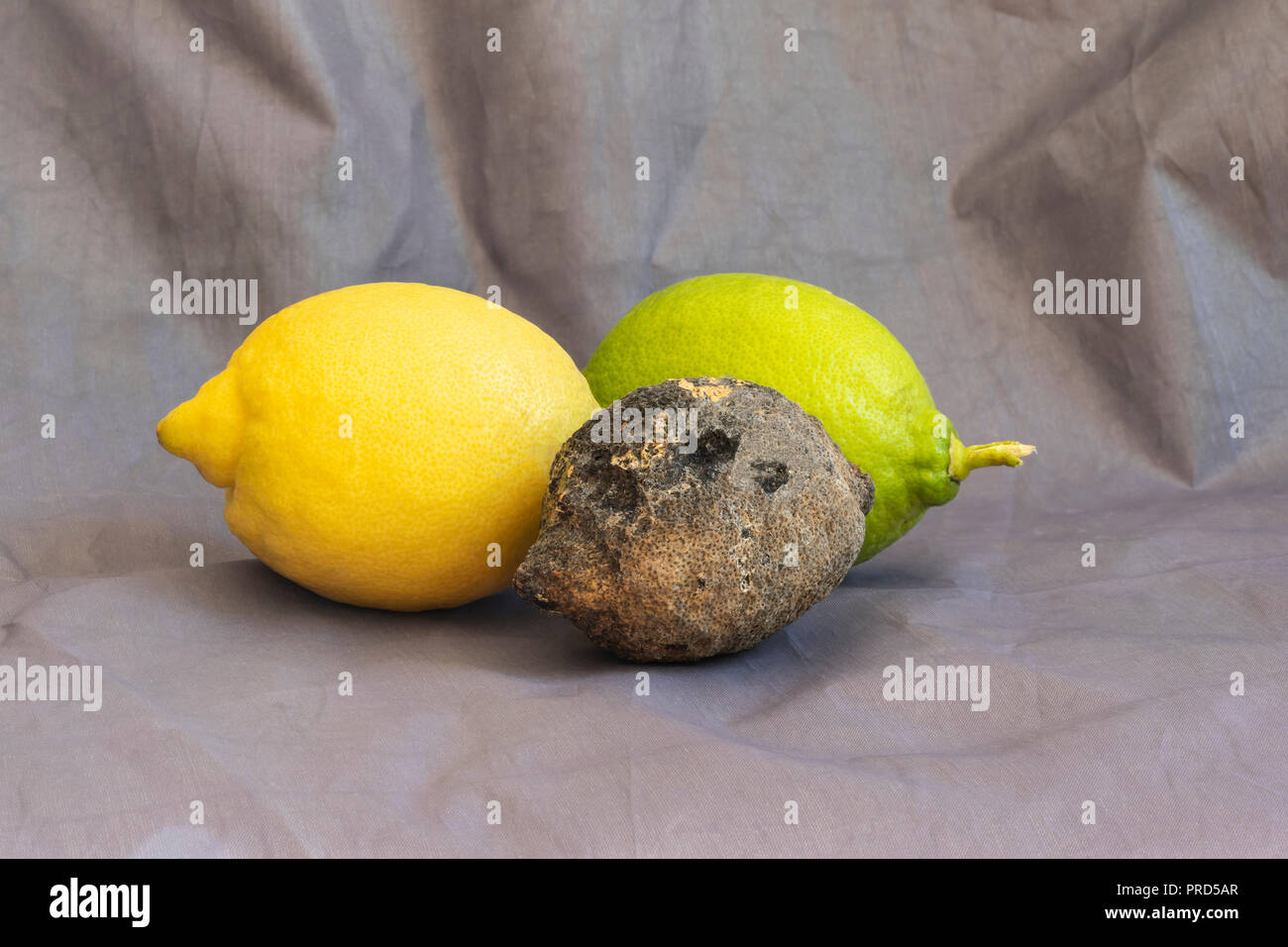 Three lemons in different stages of maturation: a ripe yellow lemon, a green lemon, and a dark decomposing lemon. Stock Photo