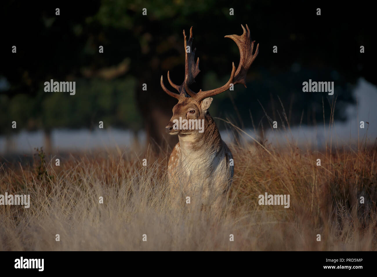 A Fallow deer stag during the rut Stock Photo
