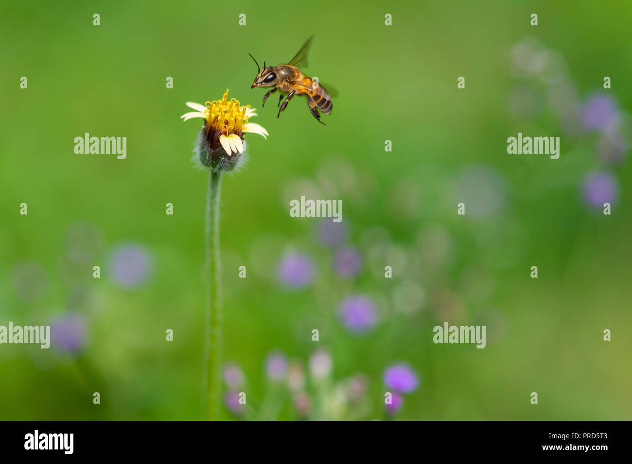 A bee inflight is approaching a Tridax Procumbens flower to collect the nectar Stock Photo