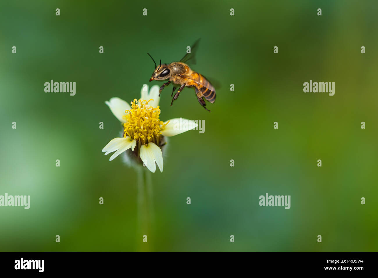 A bee inflight is approaching a Tridax Procumbens flower to collect the nectar Stock Photo