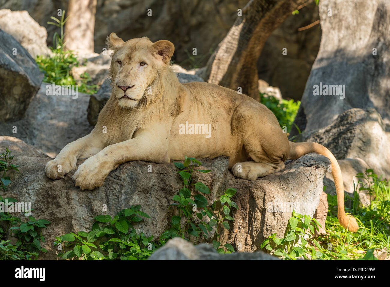 A male white lion is lying on the big rock in the zoo Stock Photo