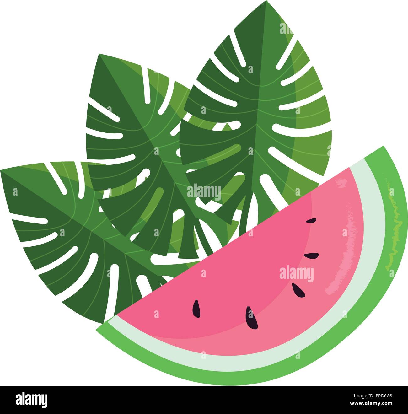 tropical watermelon palm leaves foliage vector illustration Stock