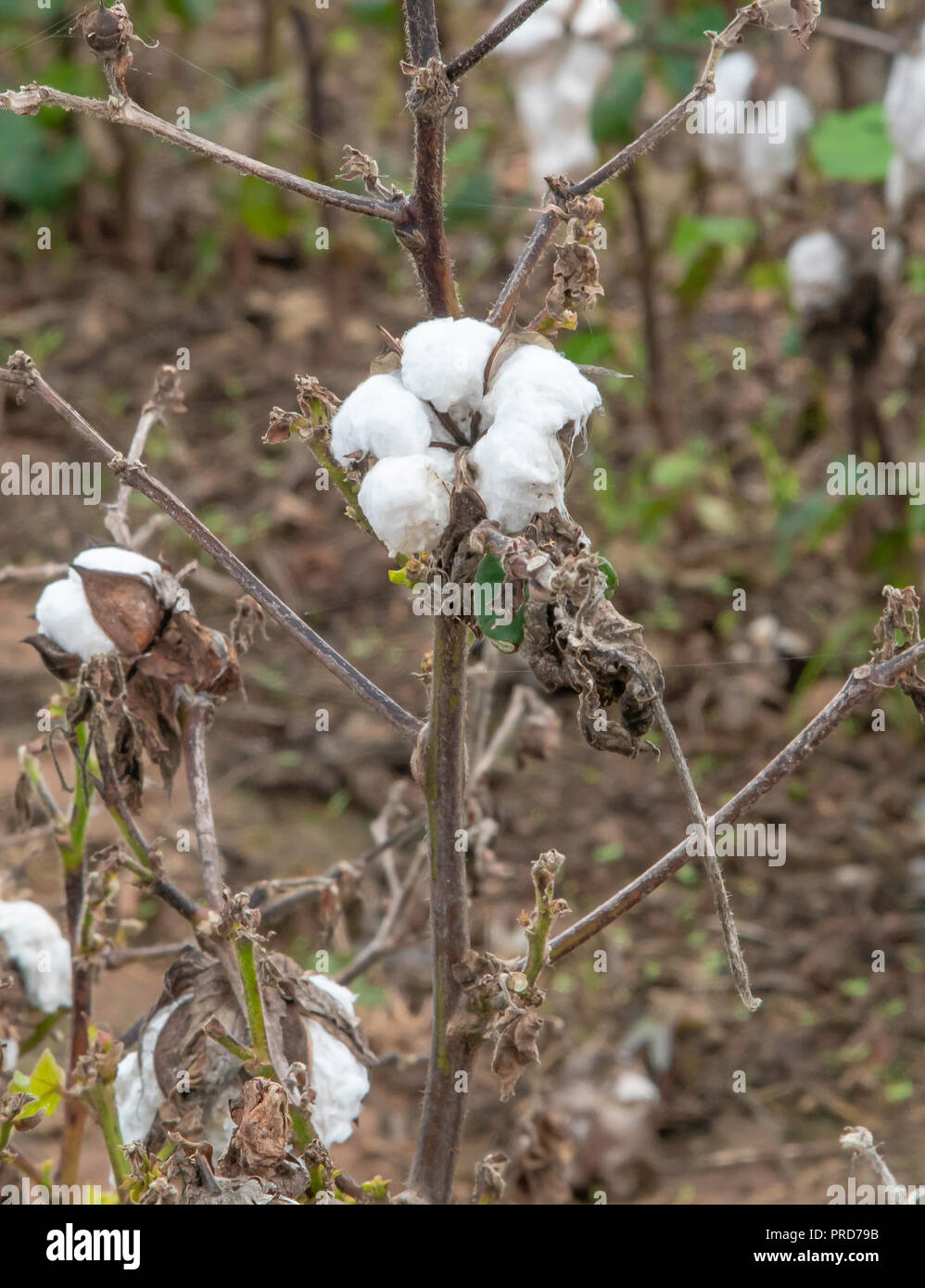 Cotton plantation in rural hi-res stock photography and images - Alamy