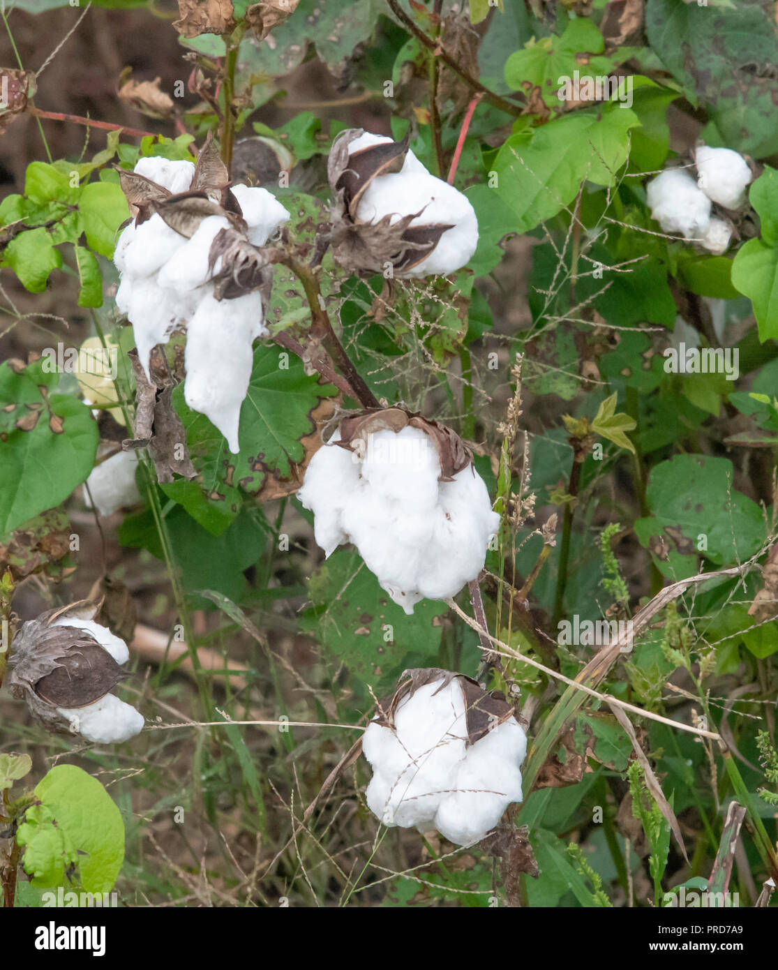 Fall cotton crop hires stock photography and images Alamy