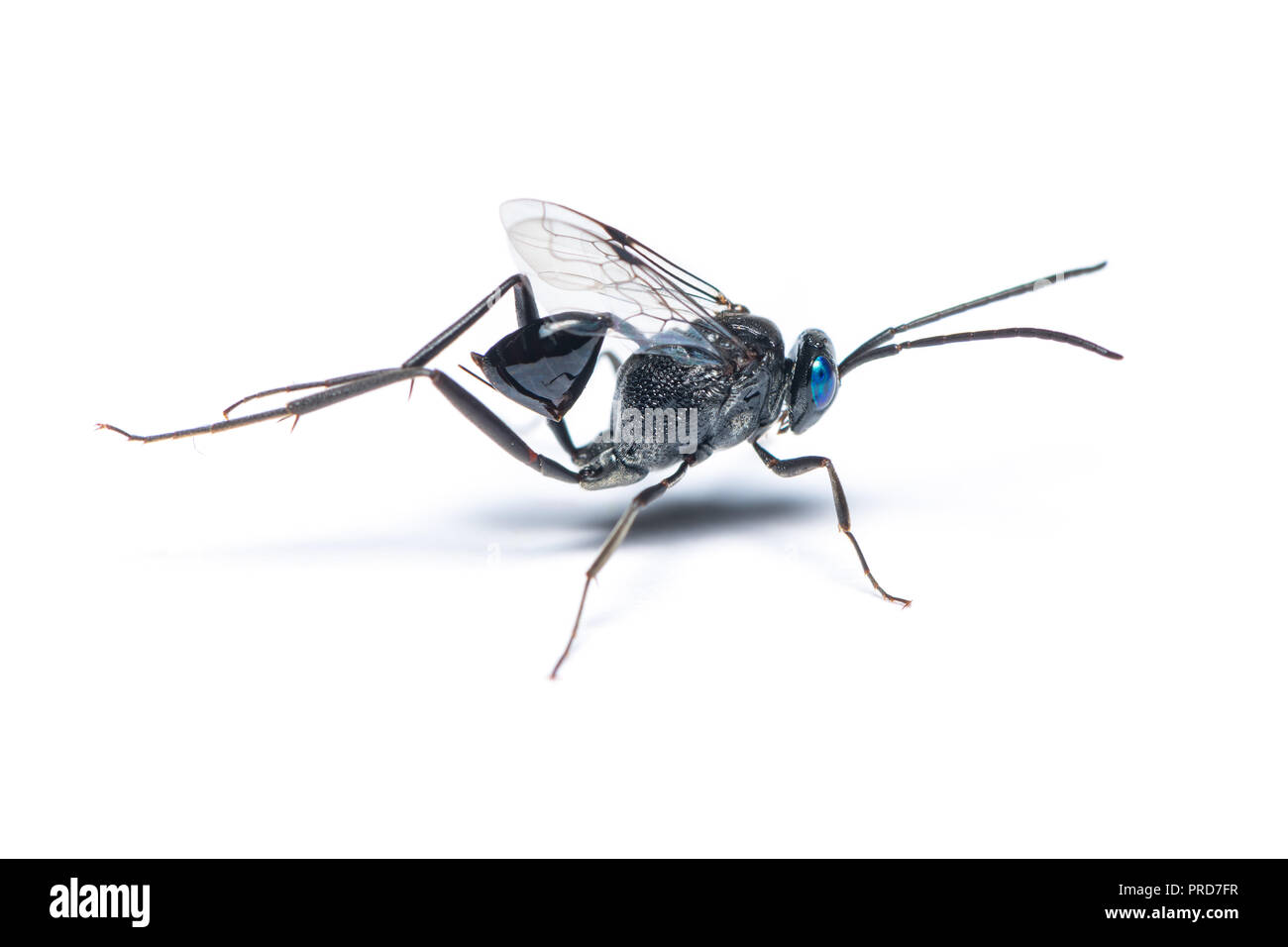 A female Ensign wasp isolated on white background Stock Photo Alamy