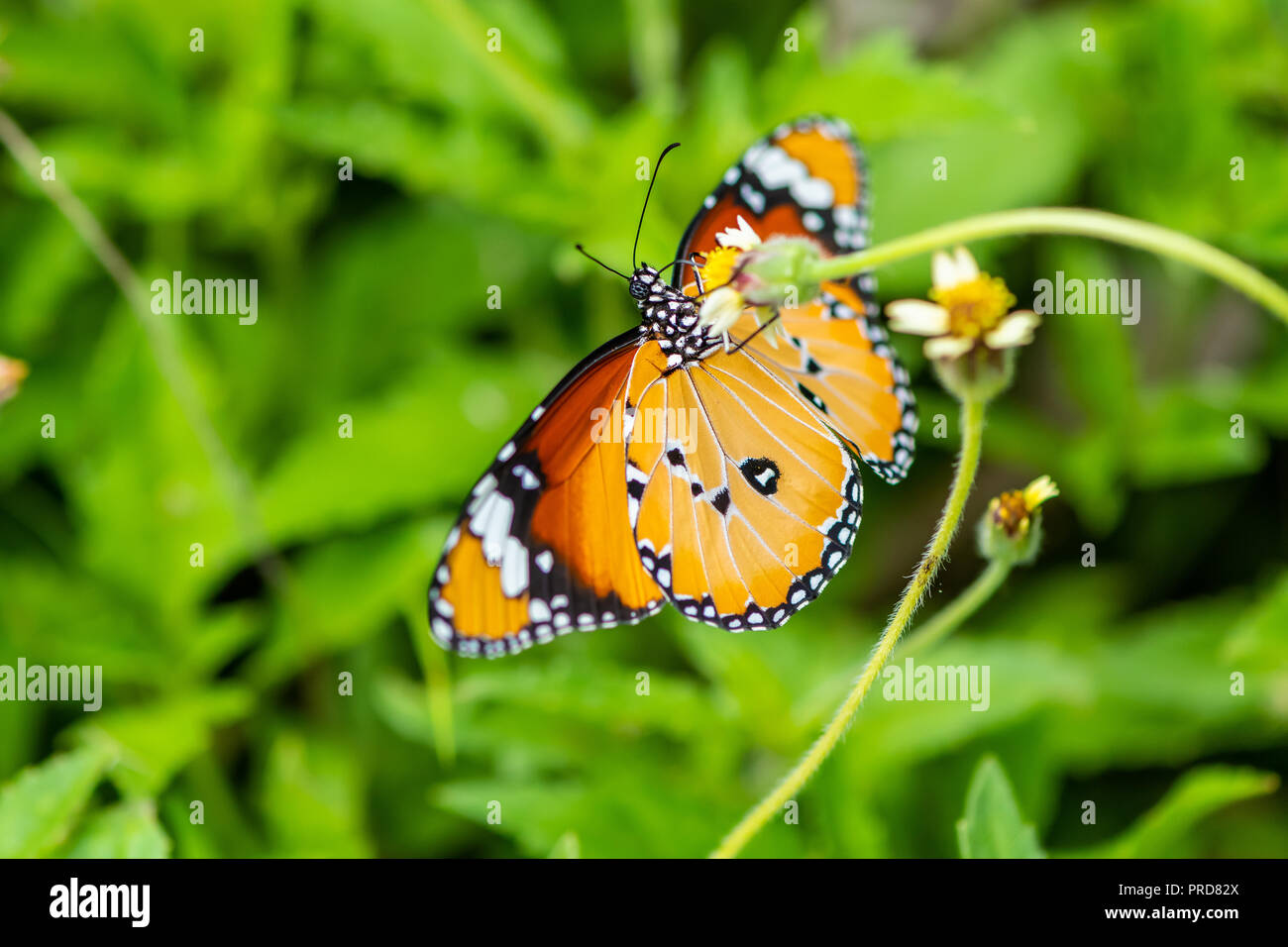 An African Monarch butterfly or Plain Tiger butterfly is using its probostic to collect the nectar from the flower. Stock Photo