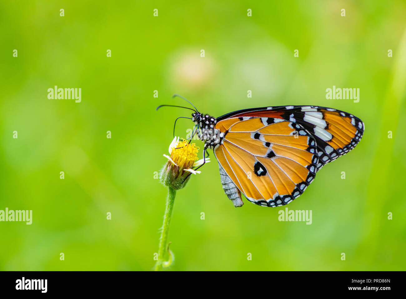 An African Monarch butterfly or Plain Tiger butterfly is using its probostic to collect the nectar from the flower. Stock Photo