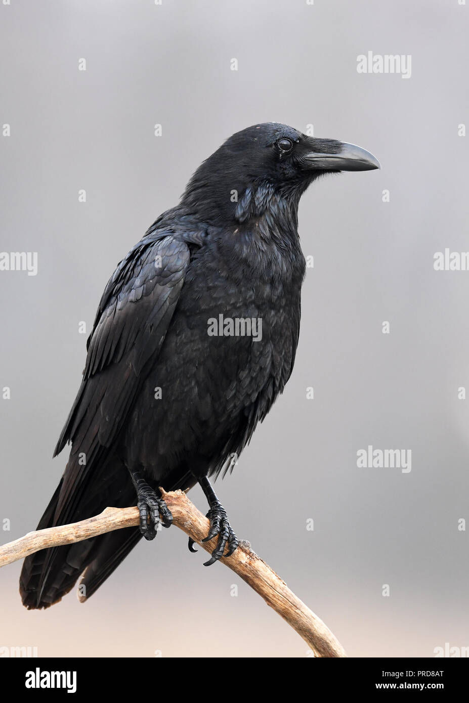 Raven (Corvus corax Stock Photo - Alamy