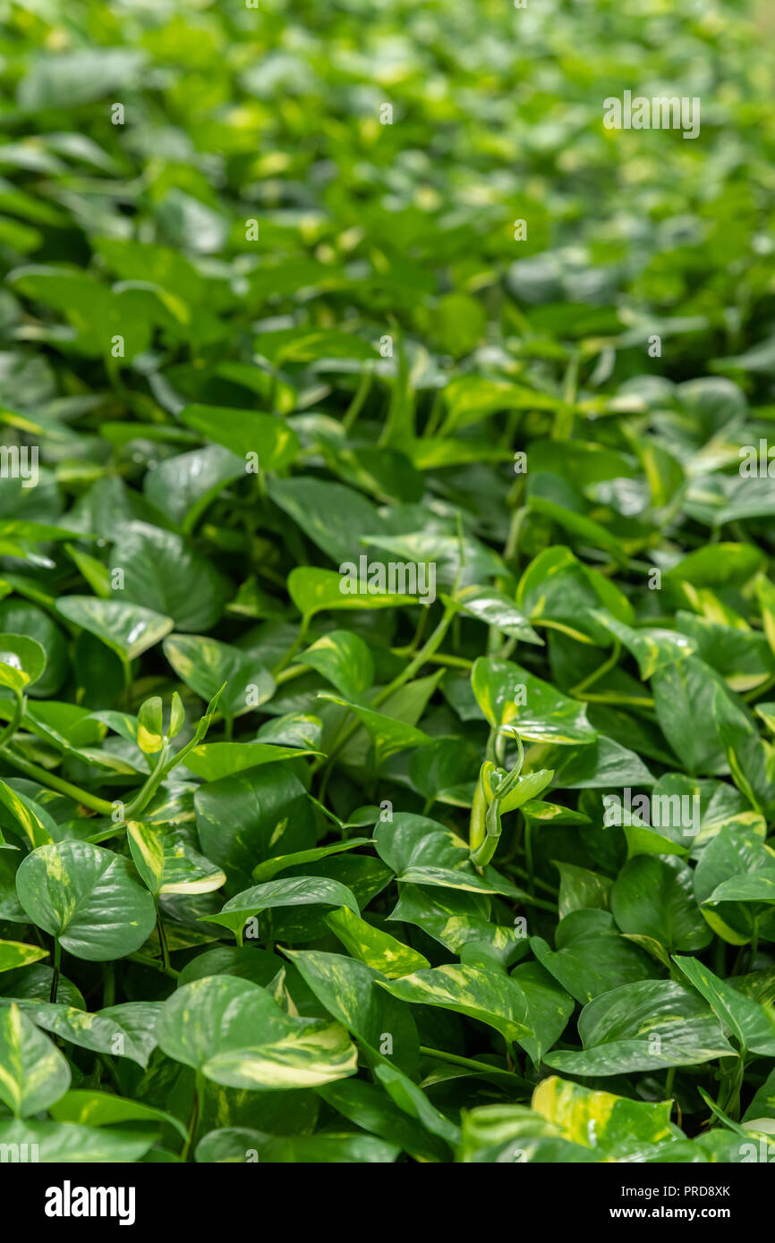 Devil&rsquo;s Ivy with heart shaped leaves for background Stock Photo - Alamy