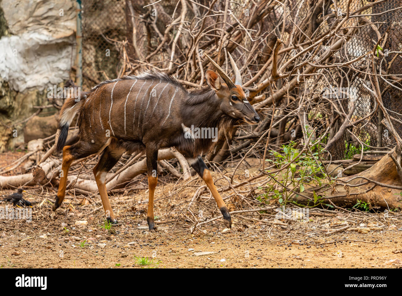 A male nyala is a spiral-horned antelope native to southern Africa Stock Photo