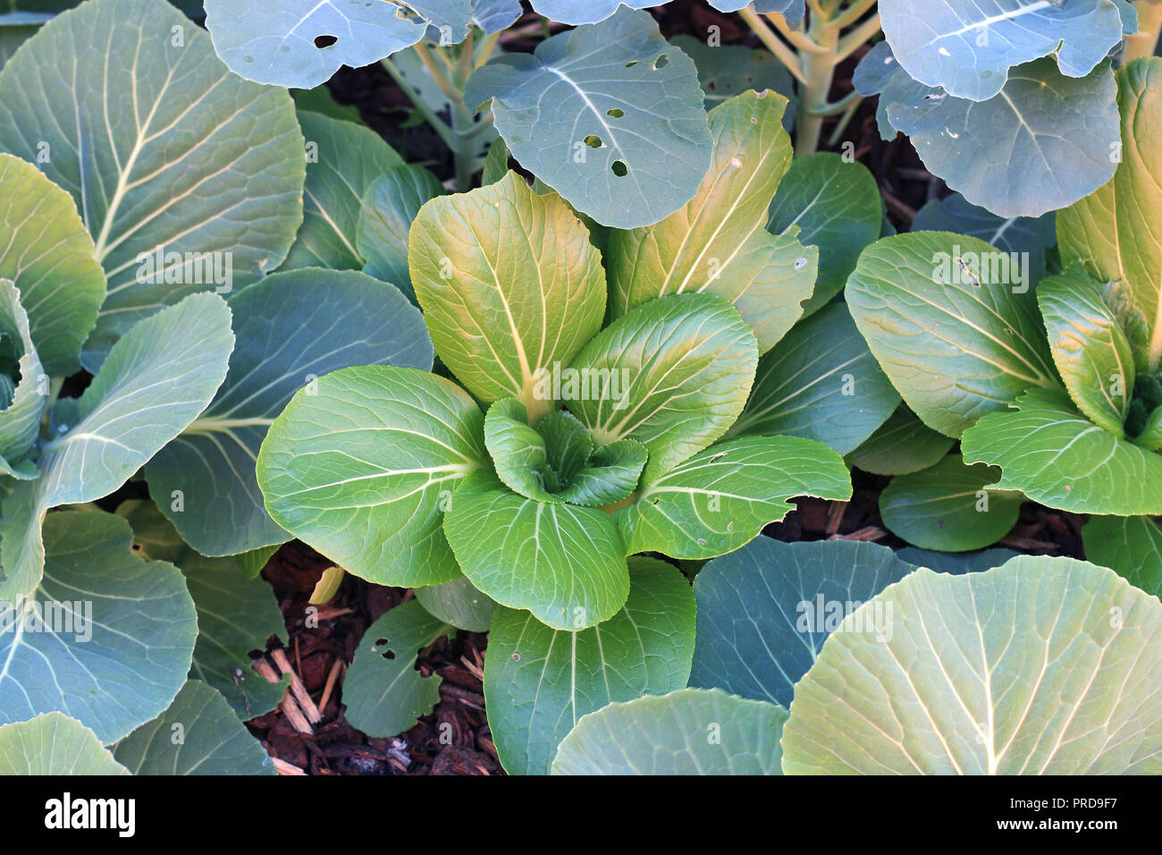 Homegrown bok choy or pak choi on vegetable bed Stock Photo