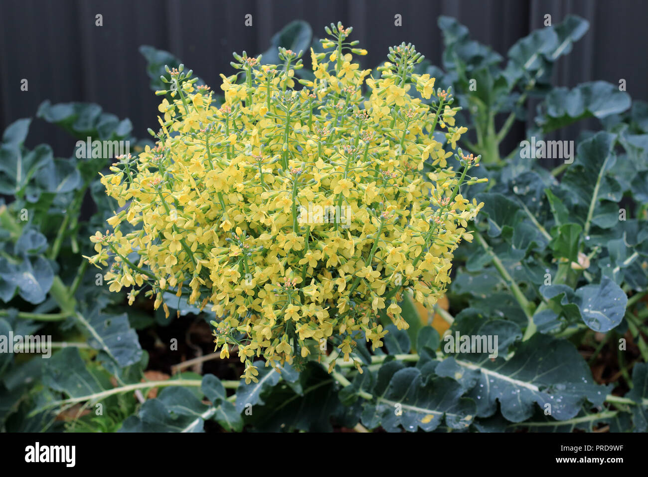 Broccoli flowers in full bloom Stock Photo
