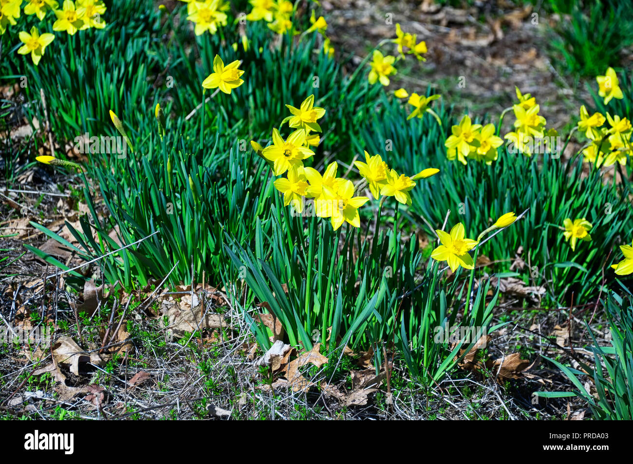 Thomaston hires stock photography and images Alamy