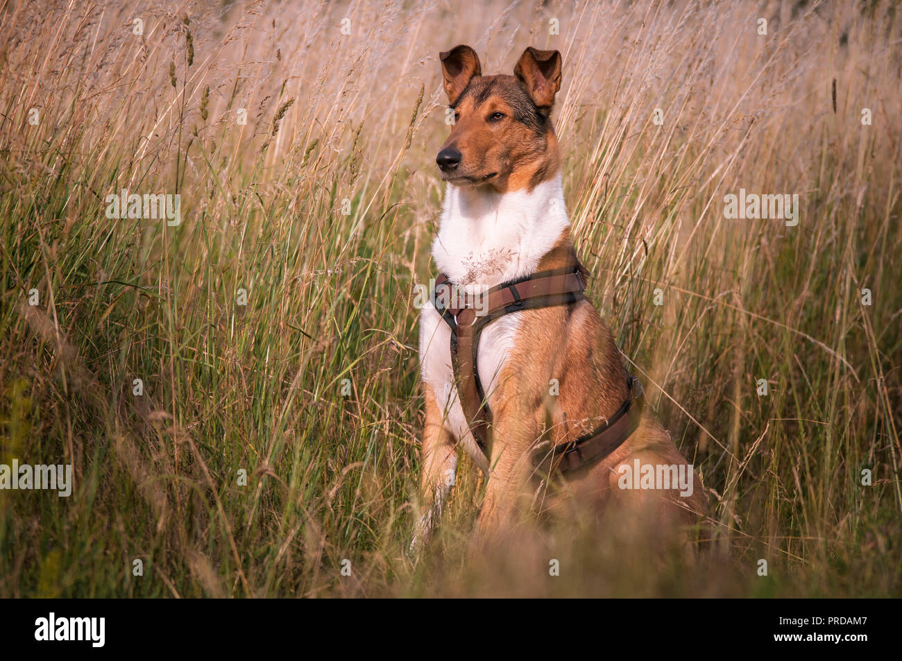 Shorthair Collie Male In Tall Grass Sitting In A Meadow Germany