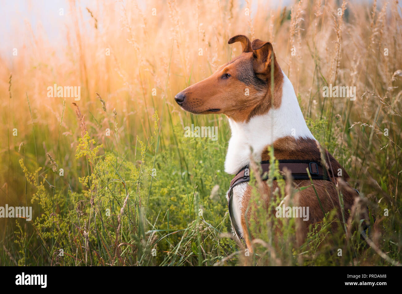 Shorthair Collie Male In Tall Grass Sitting In A Meadow Animal