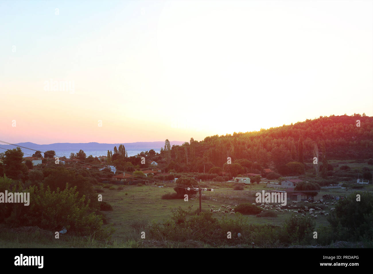 A herd of sheep on a hill. In the rays of sunset. Sheep come down from the mountain. Hills of turkey. Wild nature of Turkey. Sunset in the field. Sheep graze. Stock Photo