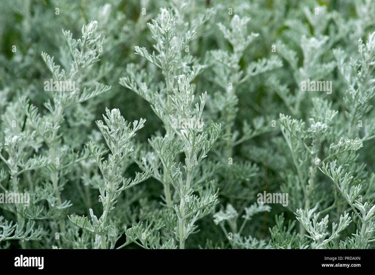 Sea wormwood (Artemisia maritima), close up, background image, North Sea Coast, Schleswig-Holstein, Germany Stock Photo