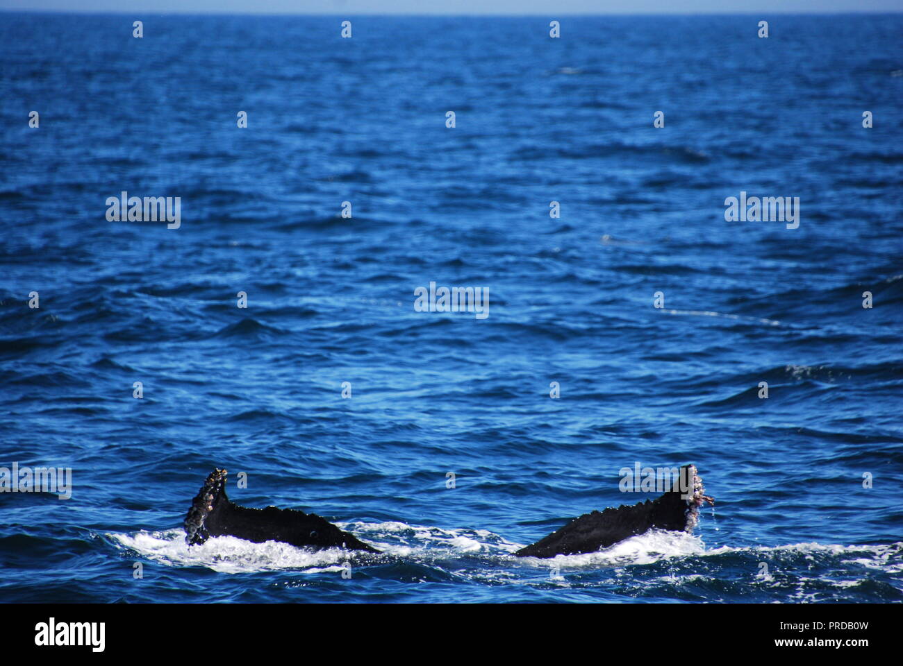 Continental shelf hires stock photography and images Alamy