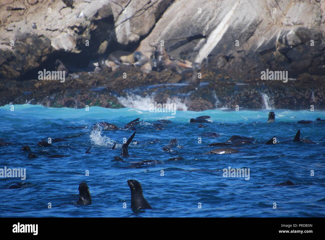Fur seals swimming near the Farallon Islands. Fur seals were nearly hunted to extinction on the California coast. Stock Photo