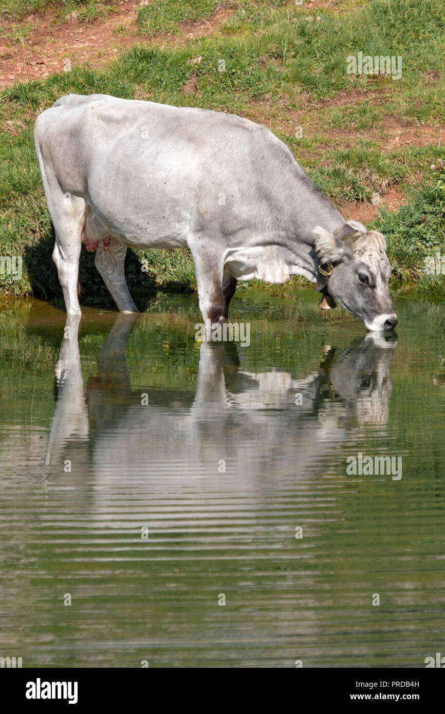 Tyrolean grey cattle on the alp, cow drinking from a mountain lake, Rofan mountains, Tyrol, Austria Stock Photo