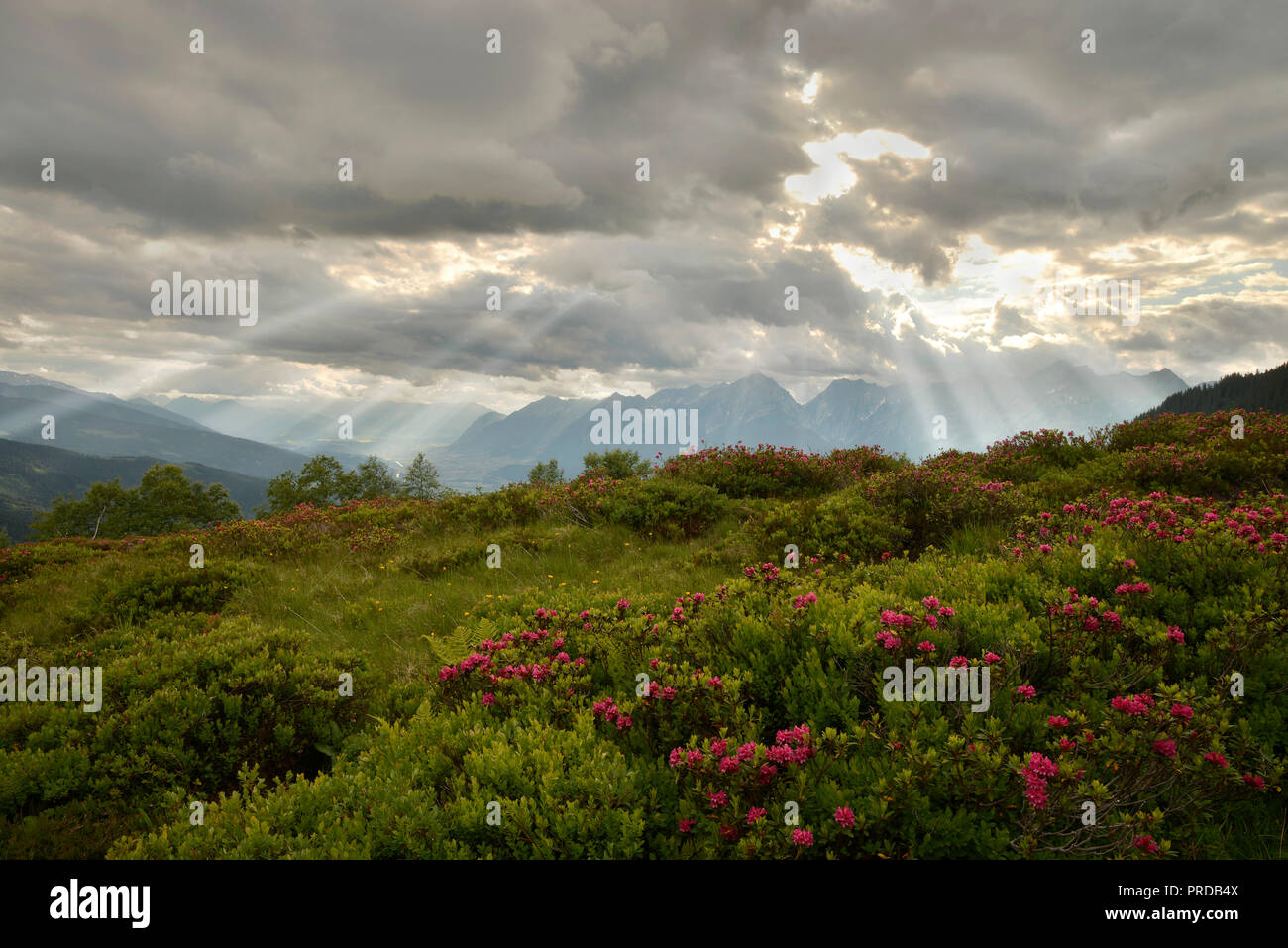Naunzalm with blooming rust leaves Rusty-leaved alpenrose (Rhododendron ferrugineum), cloudy sky, behind the Karwendel Mountains Stock Photo
