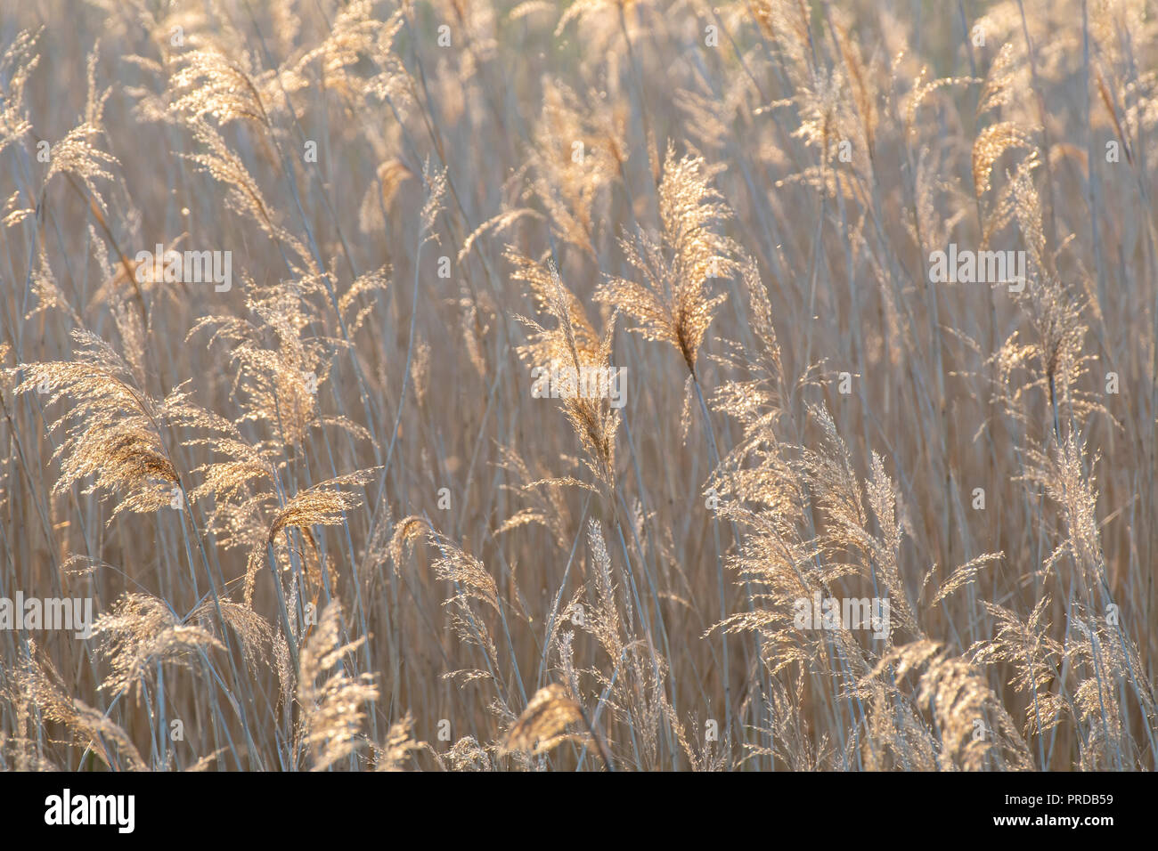 Blooming Reed (Phragmites australis) against light, background image, Austria Stock Photo
