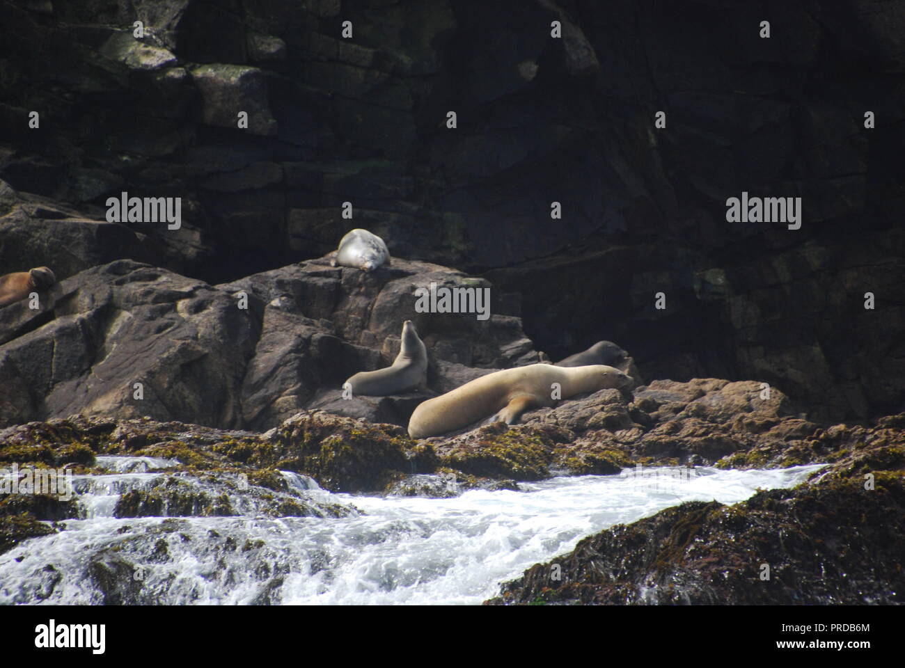 Steller sea lions nap in the sun on Southeast Farallon Island. Stock Photo