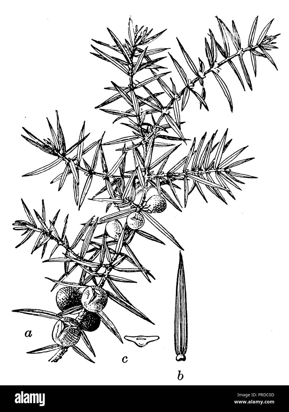 Juniperus communis Black and White Stock Photos & Images - Alamy