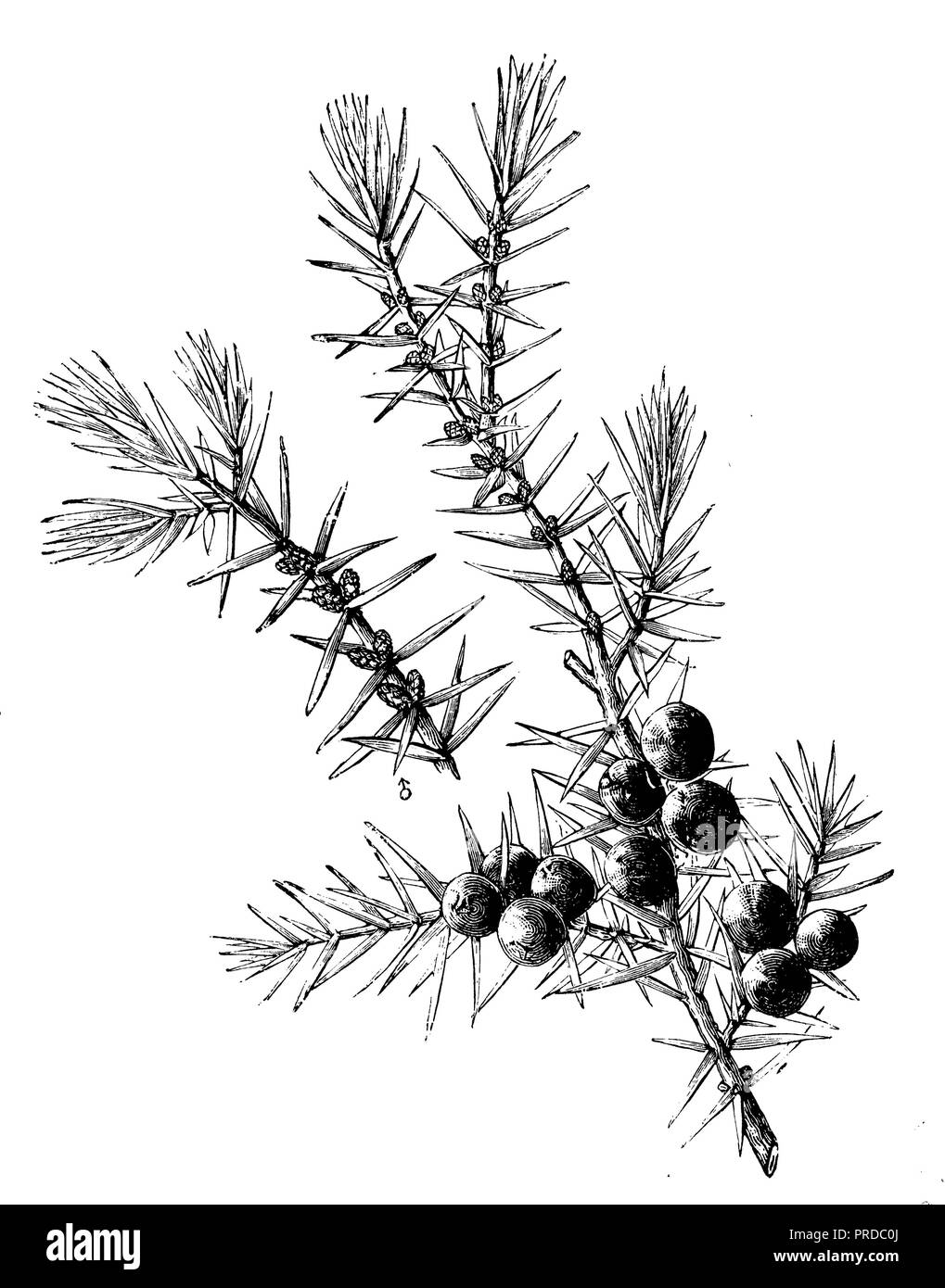 Common juniper Black and White Stock Photos & Images Alamy