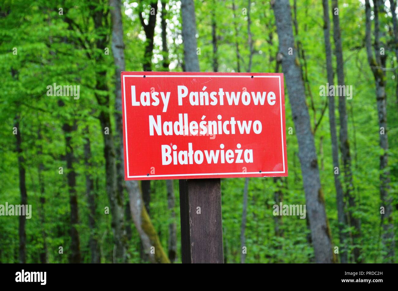 A sign (National forests - Forest superintendence Bialowieza) on the background of the forest. Stock Photo