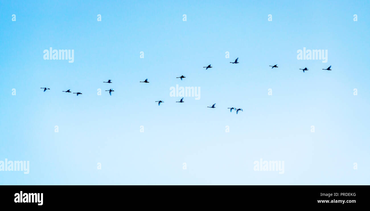 Whooper Swans flying in formation, Iceland Stock Photo