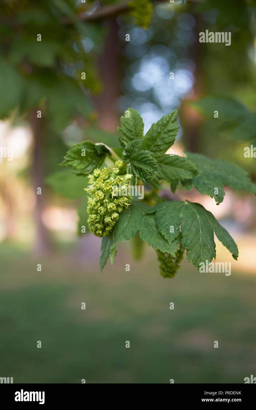 Acer pseudoplatanus Stock Photo