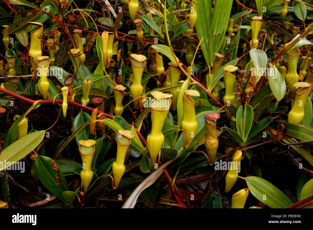 Nepenthes pervillei. Morne Seychellois National Park, Mountain Copolia Nepenthes pervillei endemic to the Seychelles. Stock Photo