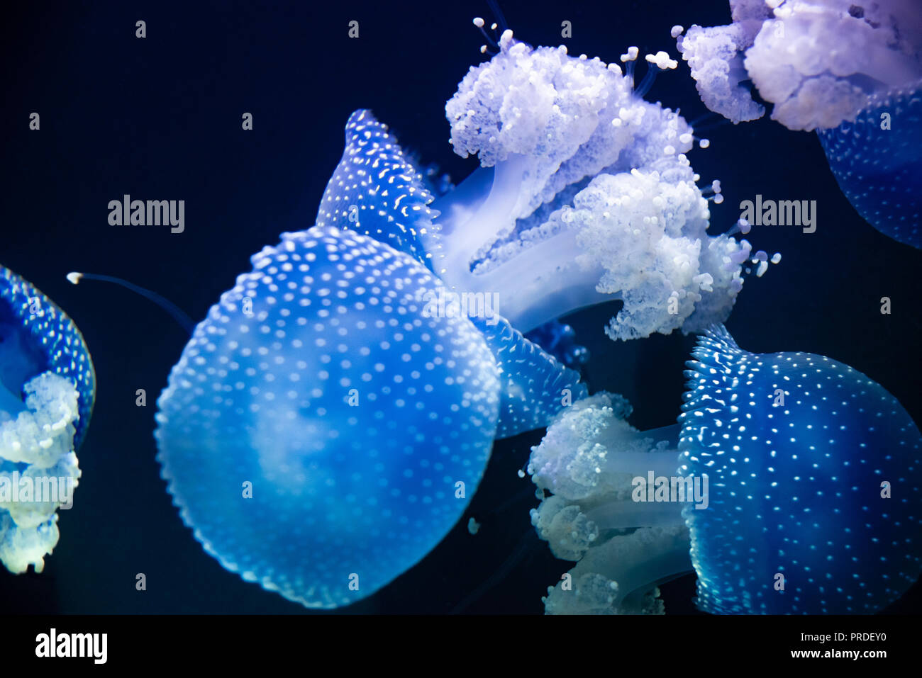 White-spotted jellyfish (Phyllorhiza punctata) at the Georgia Aquarium in downtown Atlanta, Georgia. (USA) Stock Photo