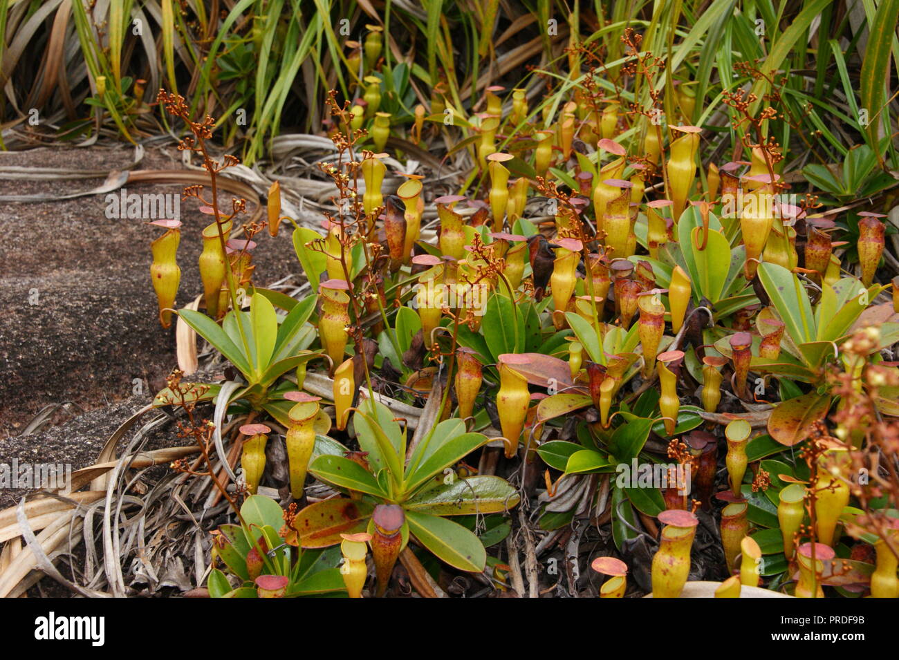 Nepenthes pervillei. Morne Seychellois National Park, Mountain Copolia Nepenthes pervillei endemic to the Seychelles. Stock Photo