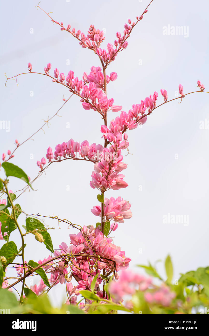 It is a vine with pink or white flowers Stock Photo