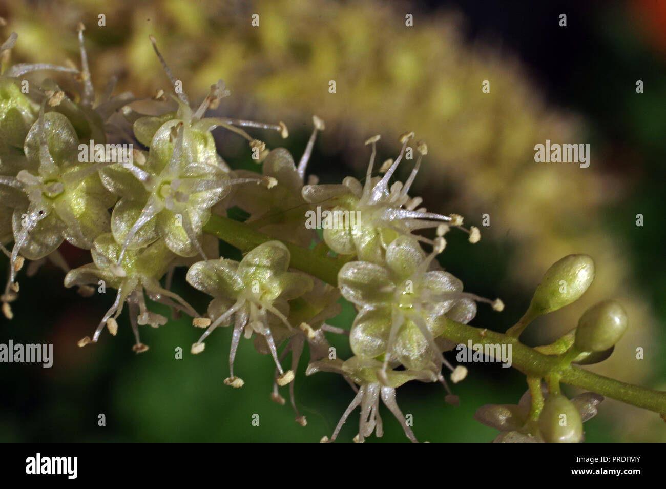 Actaea racemosa (also knowed as cimicifuga or cimicina) close-up Stock Photo