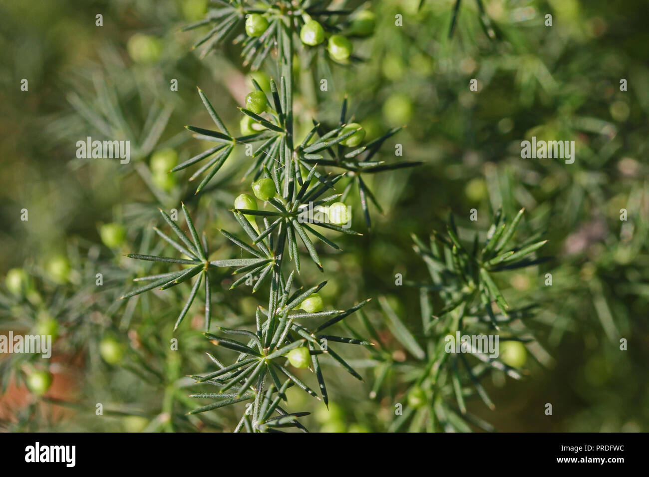 wild asparagus or sparrow grass buds about to flower in late summer in Italy a very thorny edible plant Latin asparagus acutifolius Stock Photo