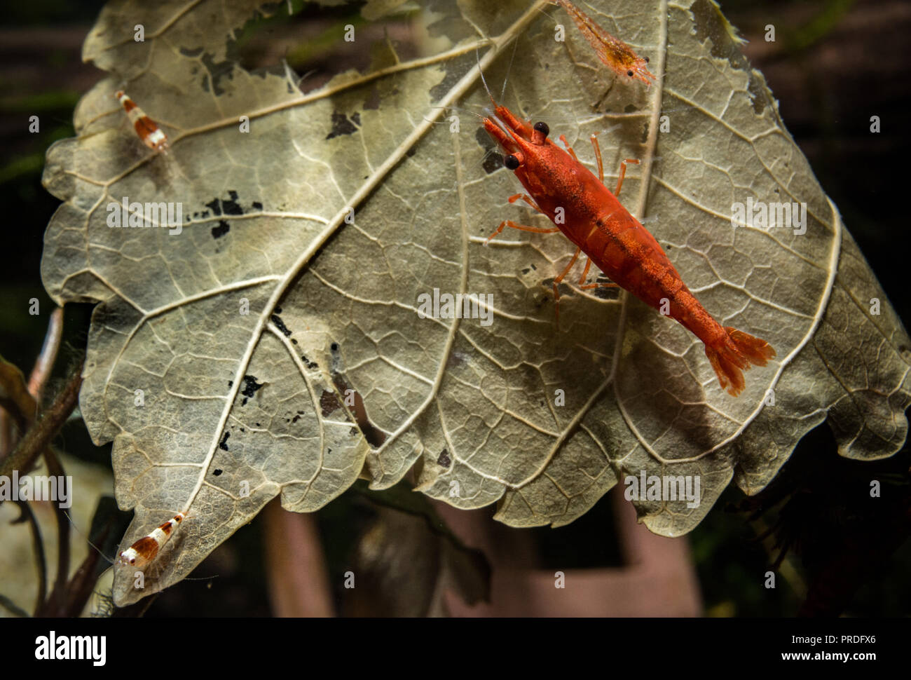 Red cherry shrimp along with three baby freshwater pet shrimps feeding on decomposing mulberry leaf. Freshwater aquarium. Stock Photo