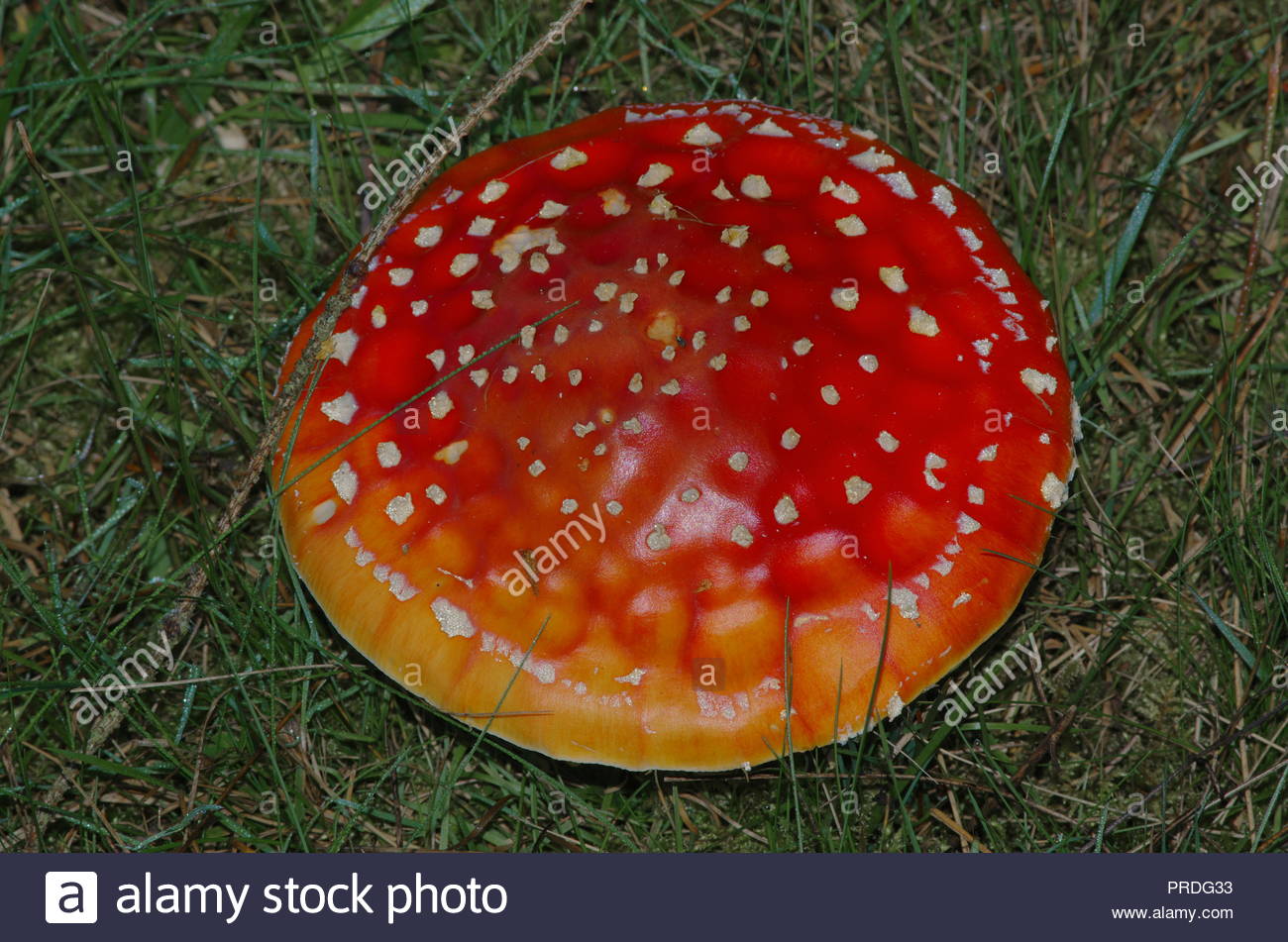 Non Edible Mushrooms Stock Photos & Non Edible Mushrooms Stock Images