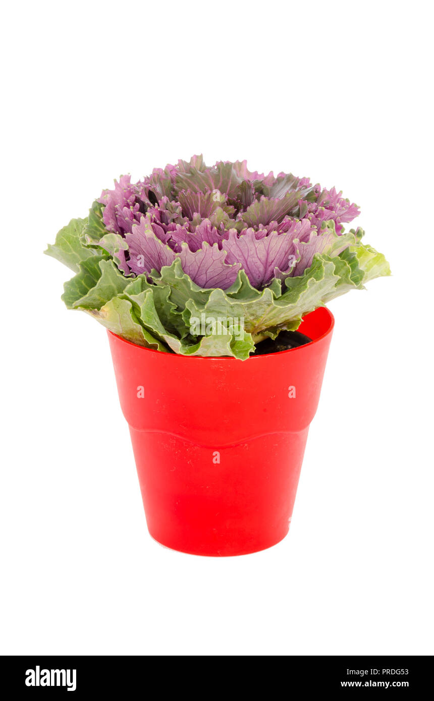 purple cabbage in pot isolated on white background Stock Photo
