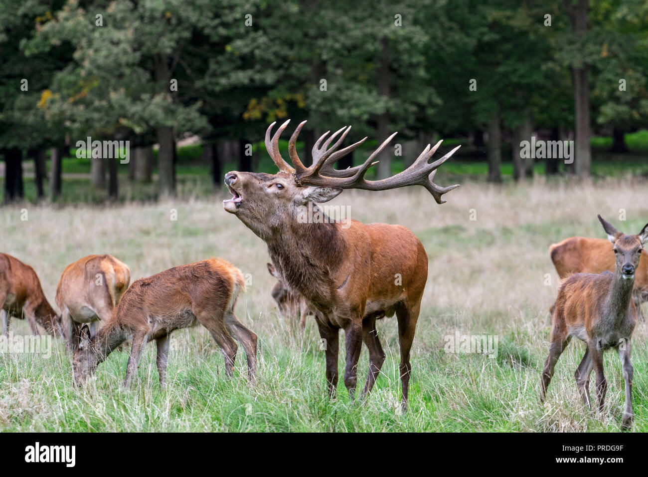Red deer (Cervus elaphus) stag with huge antlers bellowing among hinds in grassland at forest's edge during the rut in autumn / fall Stock Photo