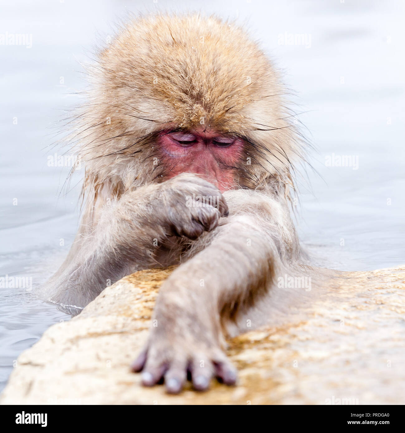 Cute japanese snow monkey sitting in a hot spring. Nagano Prefecture, Japan. Stock Photo