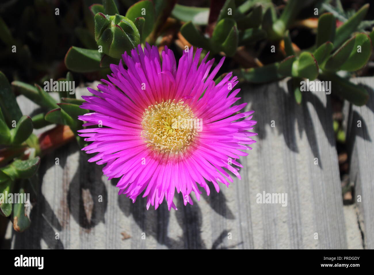 Pink daisy bush hires stock photography and images Alamy