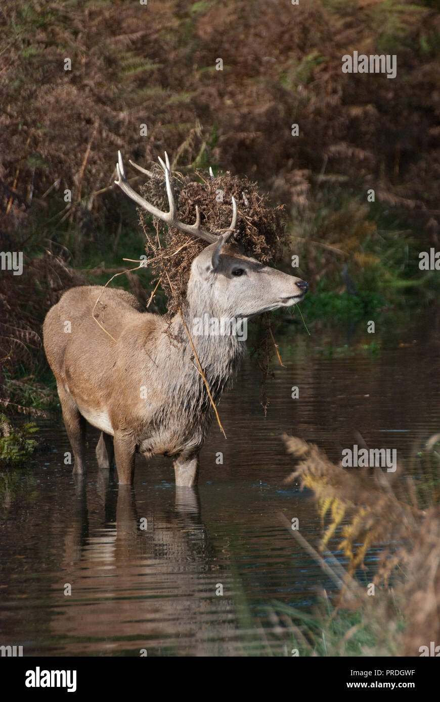 Deer crossing stream hi-res stock photography and images - Alamy