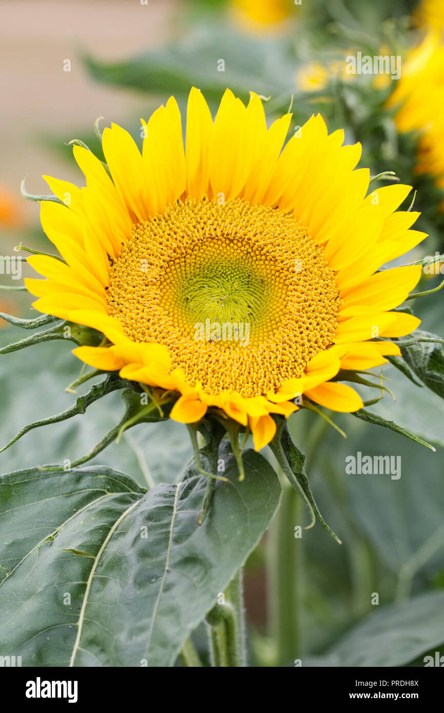 Helianthus 'Sunrich Gold' flower. Stock Photo