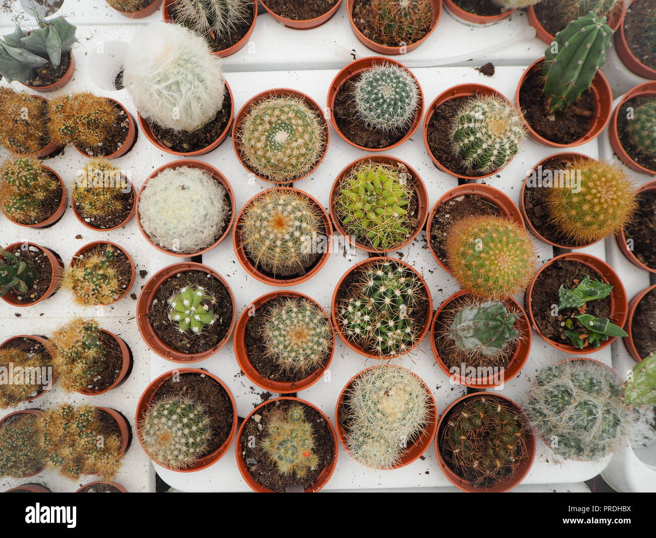 Assortment of different small cactus plants in plastic pots on a white loading tray Stock Photo