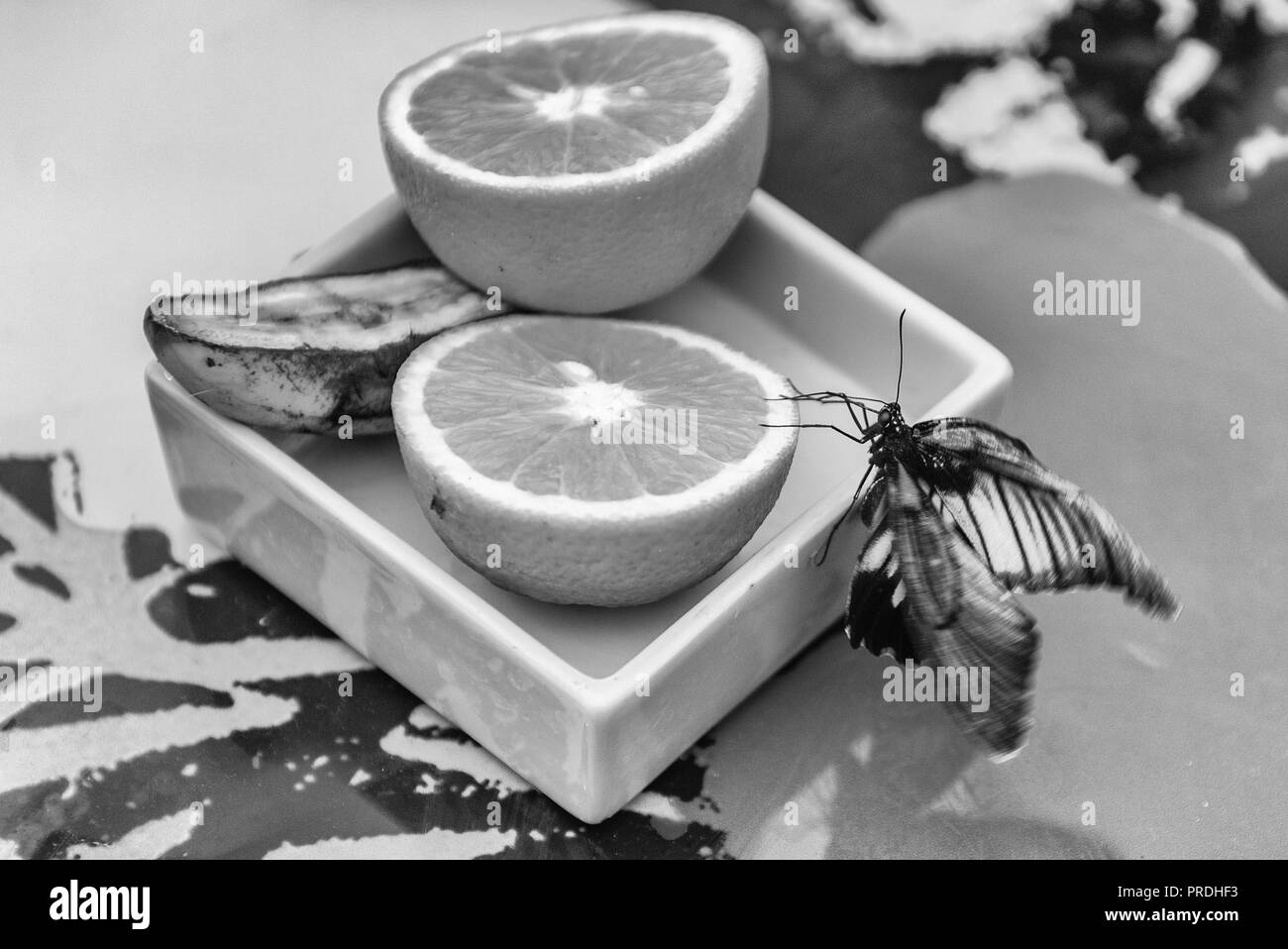 Papilio Lowi, aka great yellow Mormon or Asian swallowtail is a tropical butterfly. Here shown while eating from an orange Stock Photo